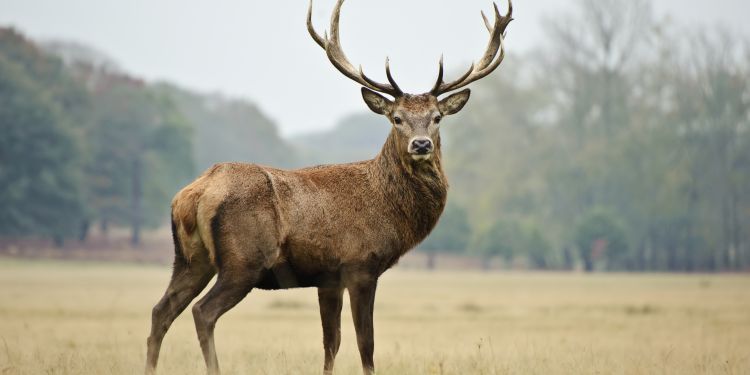 Red deer 750 375