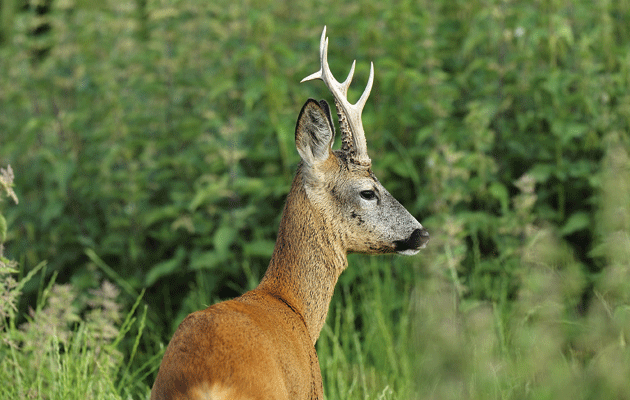 Rehbockjagd