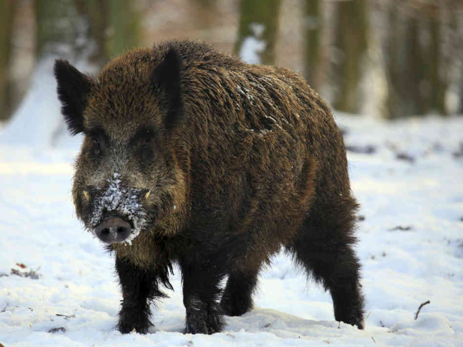 Wild Boar Hunting Package