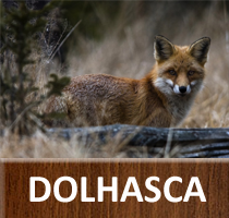 Dolhasca