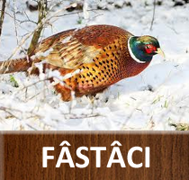 Fâstâci