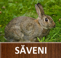 Săveni