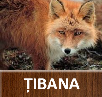 Tibana