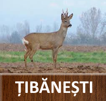 Țibănești