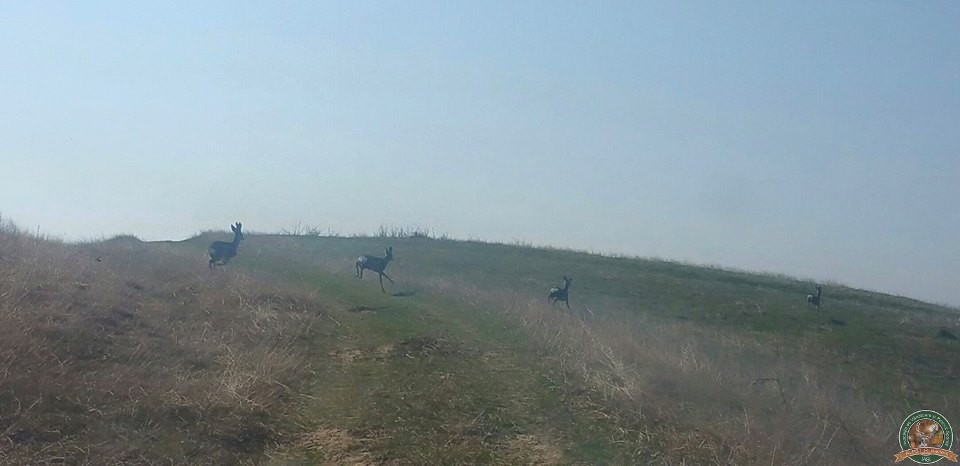 avps-lr-hunters-animale-1