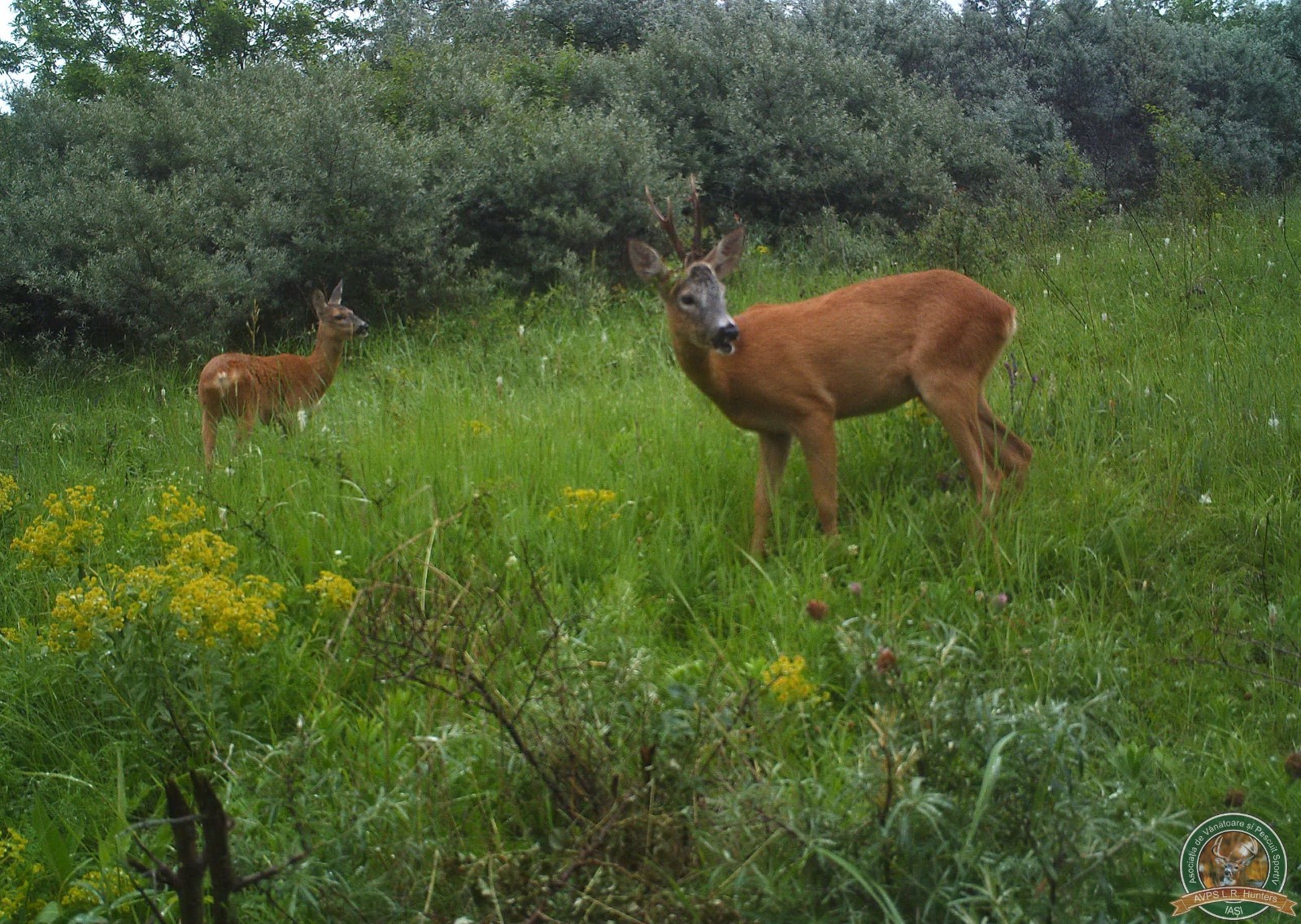 avps-lr-hunters-animale-17
