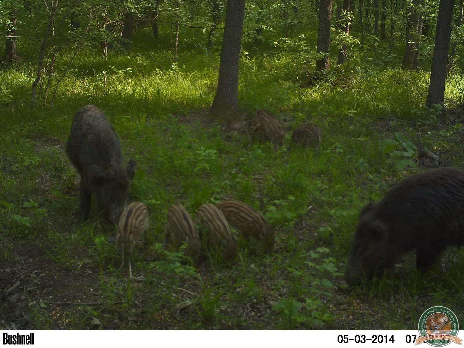avps-lr-hunters-animale-19