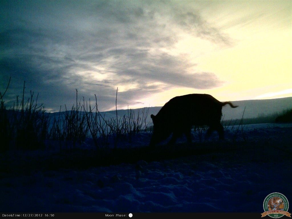 avps-lr-hunters-animale-27