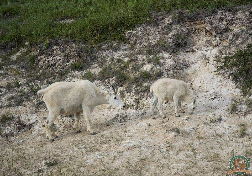 avps-lr-hunters-animale-7
