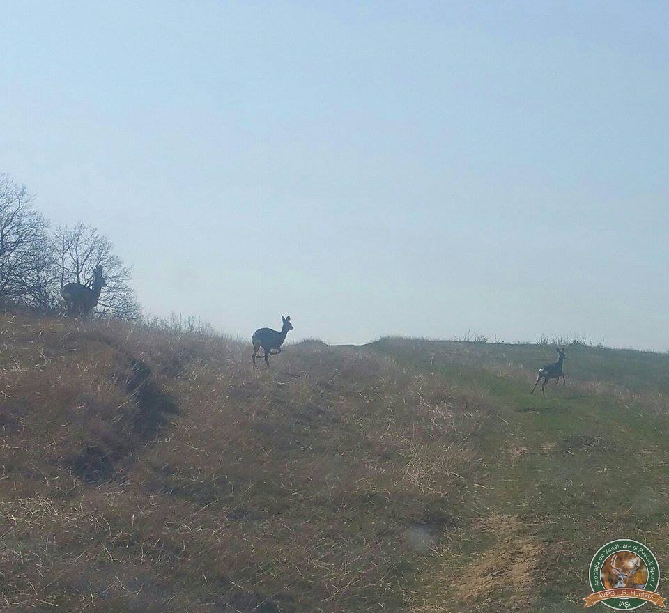 avps-lr-hunters-borosesti_11-37
