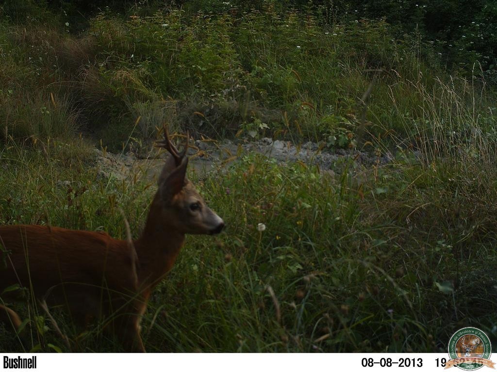 avps-lr-hunters-borosesti_11-52
