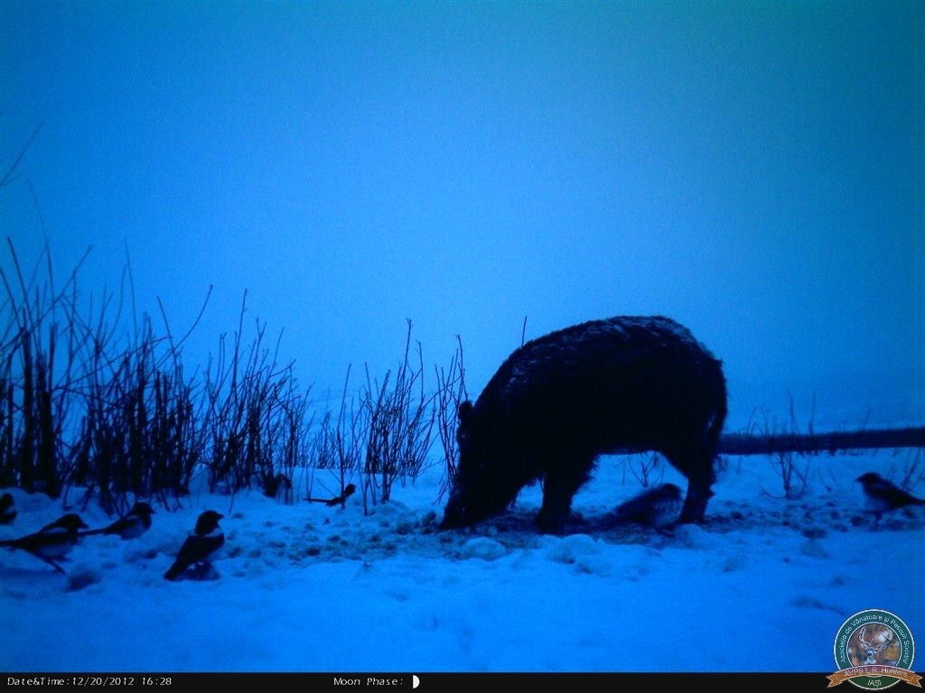 avps-lr-hunters-borosesti_11-72
