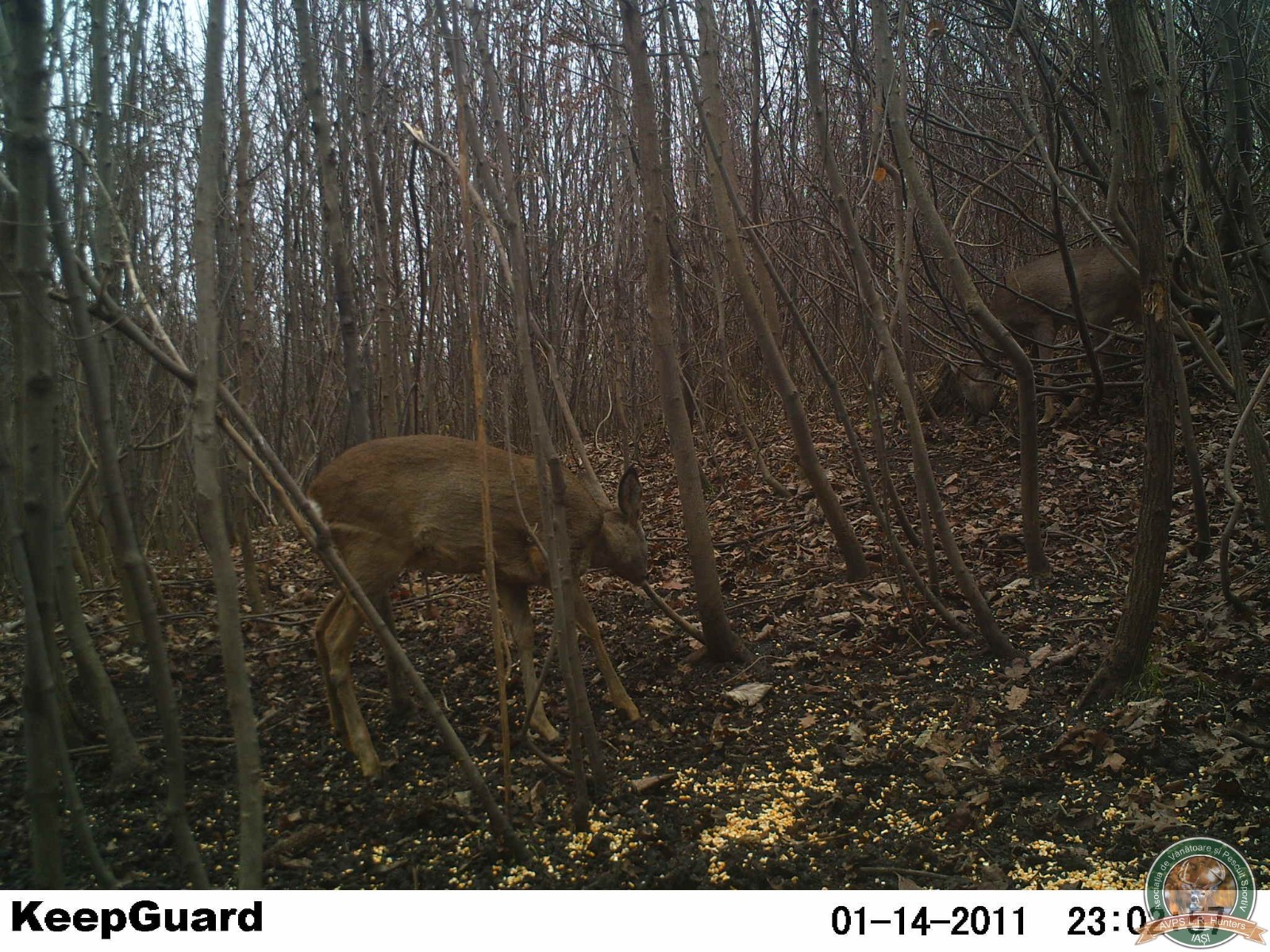 avps-lr-hunters-crasnita_48-12