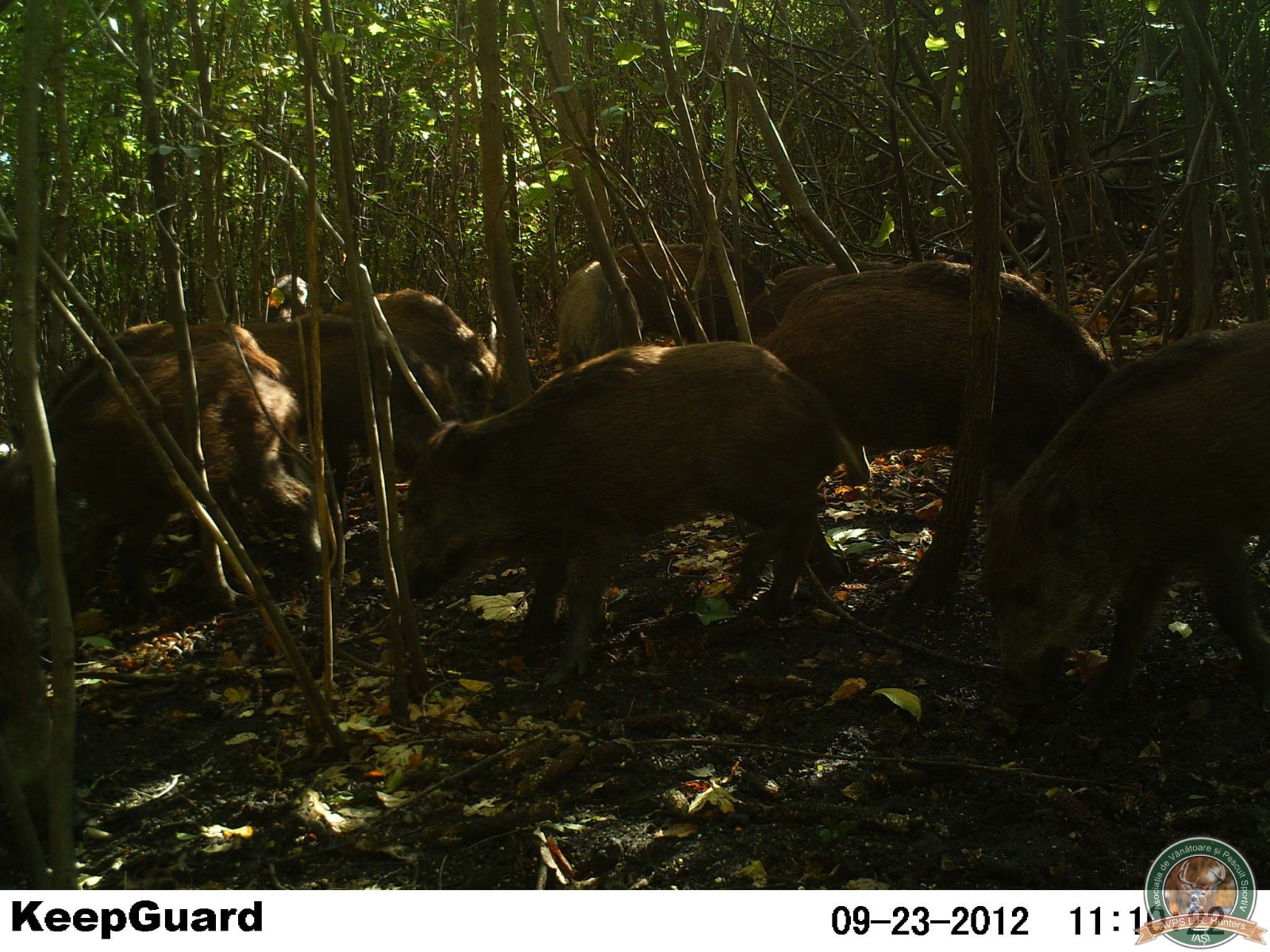 avps-lr-hunters-crasnita_48-16