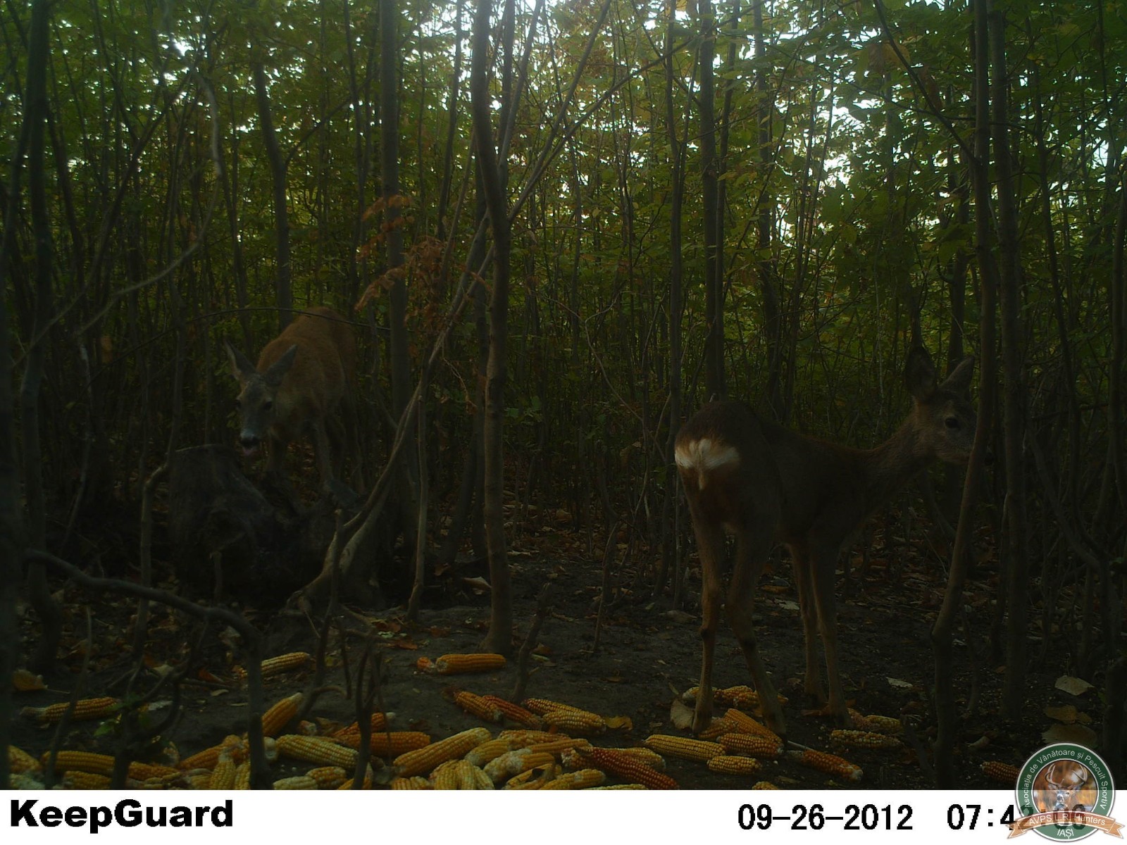 avps-lr-hunters-crasnita_48-18