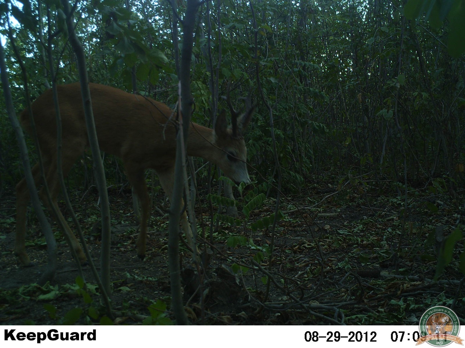 avps-lr-hunters-crasnita_48-23