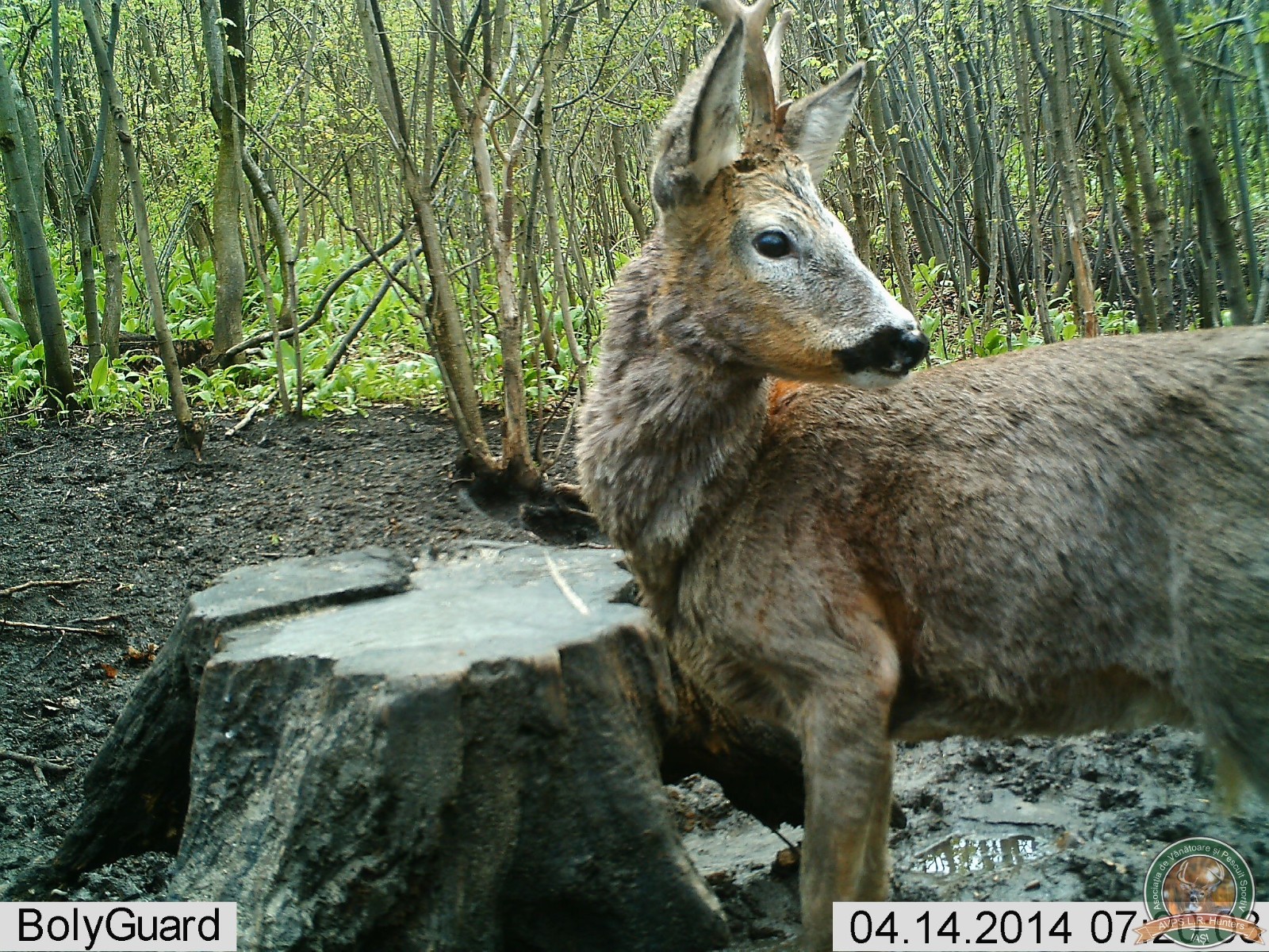 avps-lr-hunters-crasnita_48-3