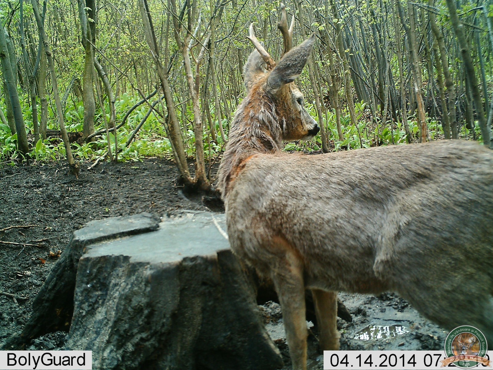 avps-lr-hunters-crasnita_48-4