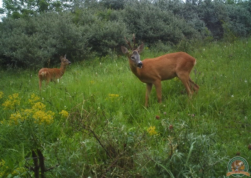 avps-lr-hunters-garceni_4-2