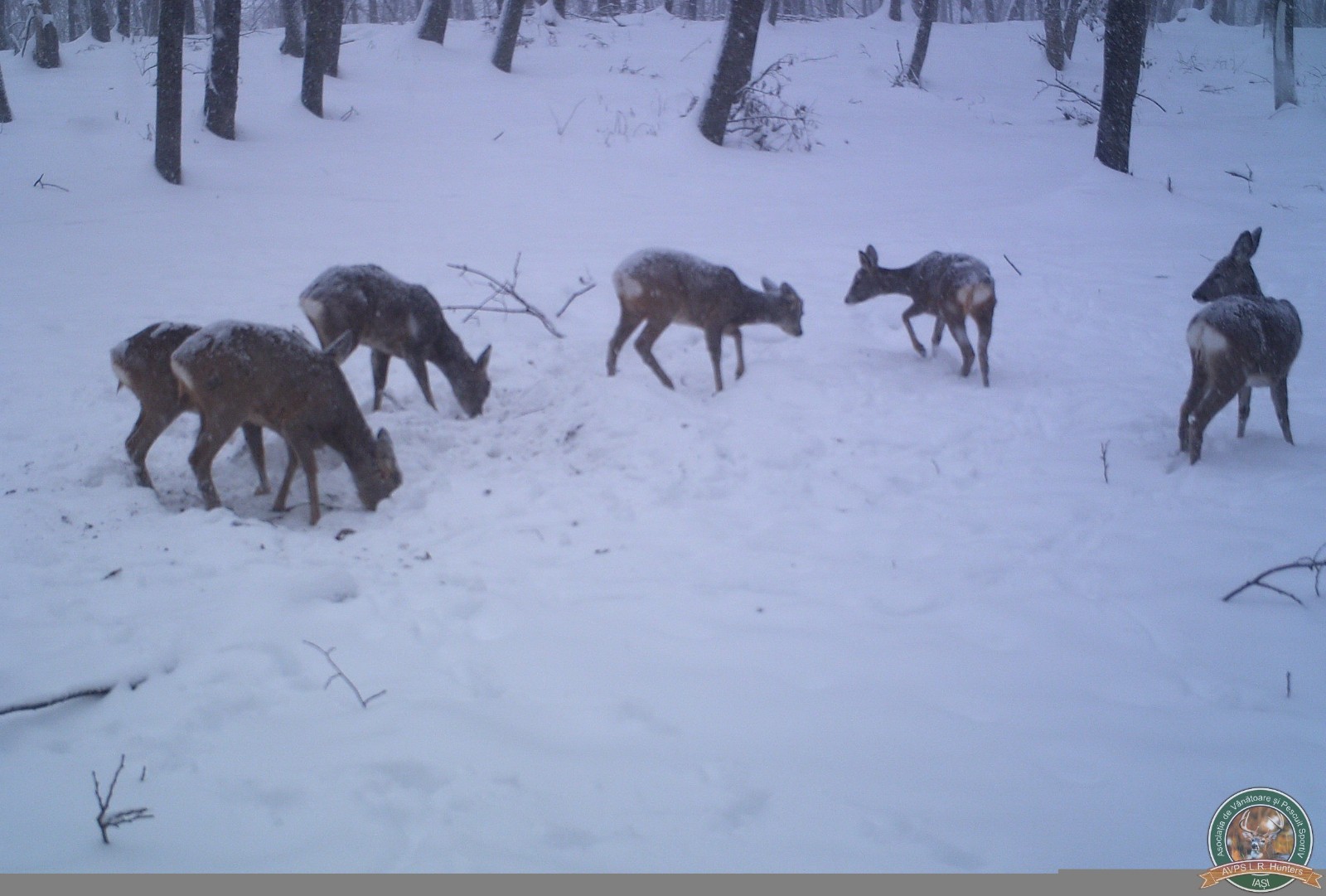 avps-lr-hunters-garceni_4-20