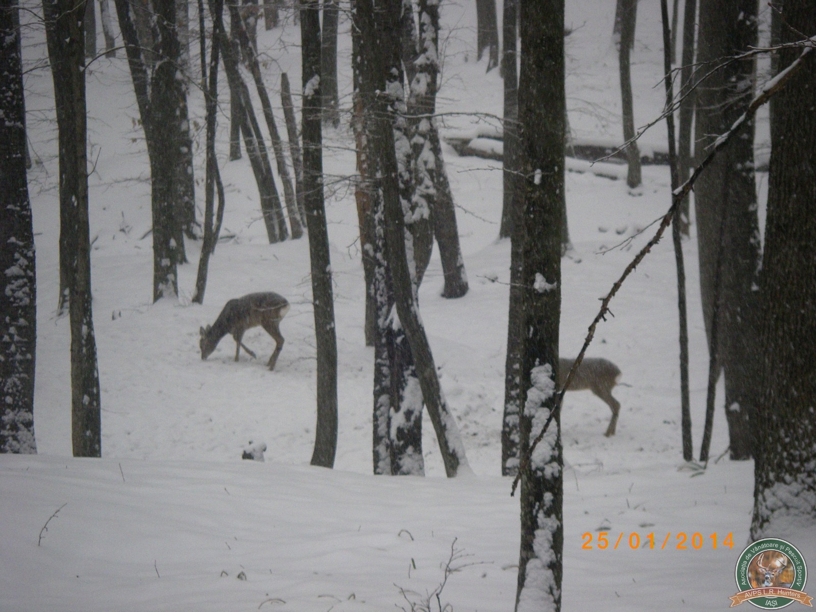 avps-lr-hunters-garceni_4-36