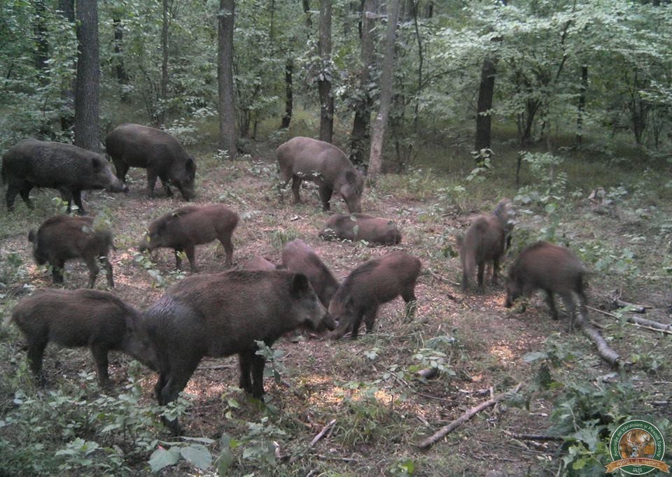 avps-lr-hunters-garceni_4-4