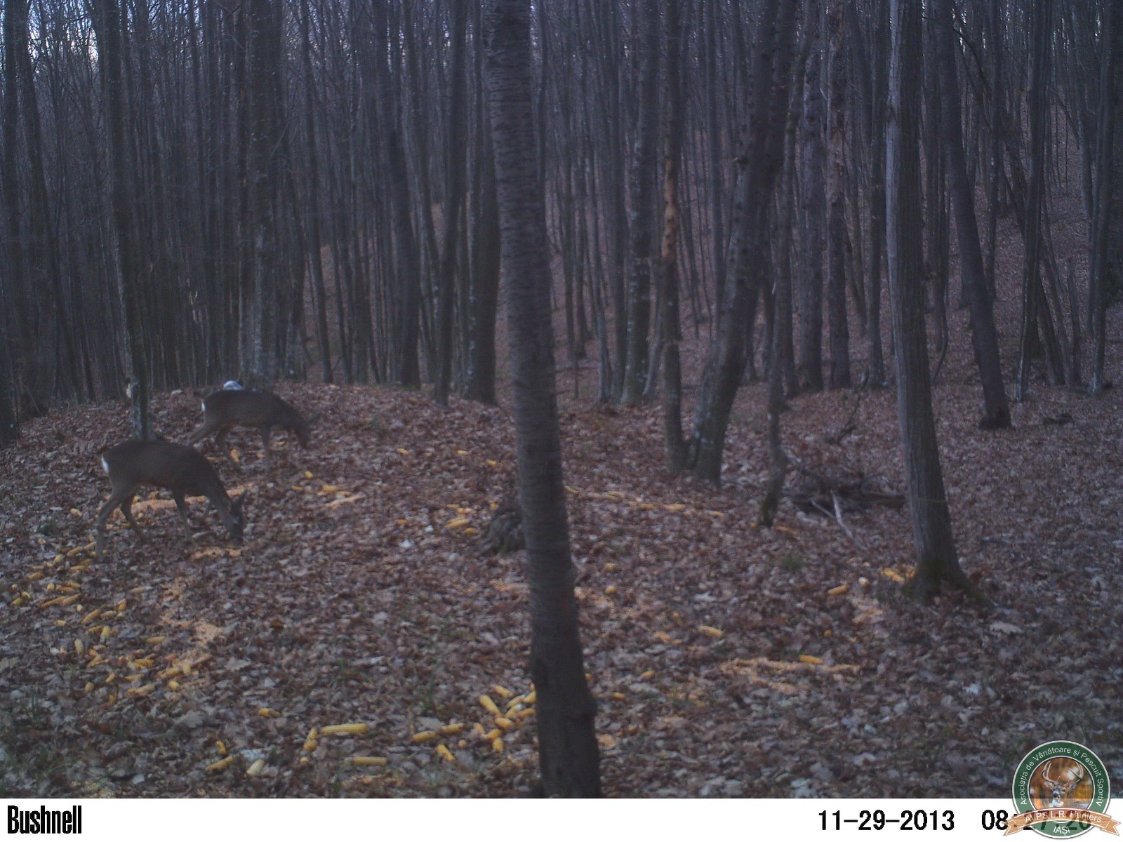 avps-lr-hunters-garceni_4-5
