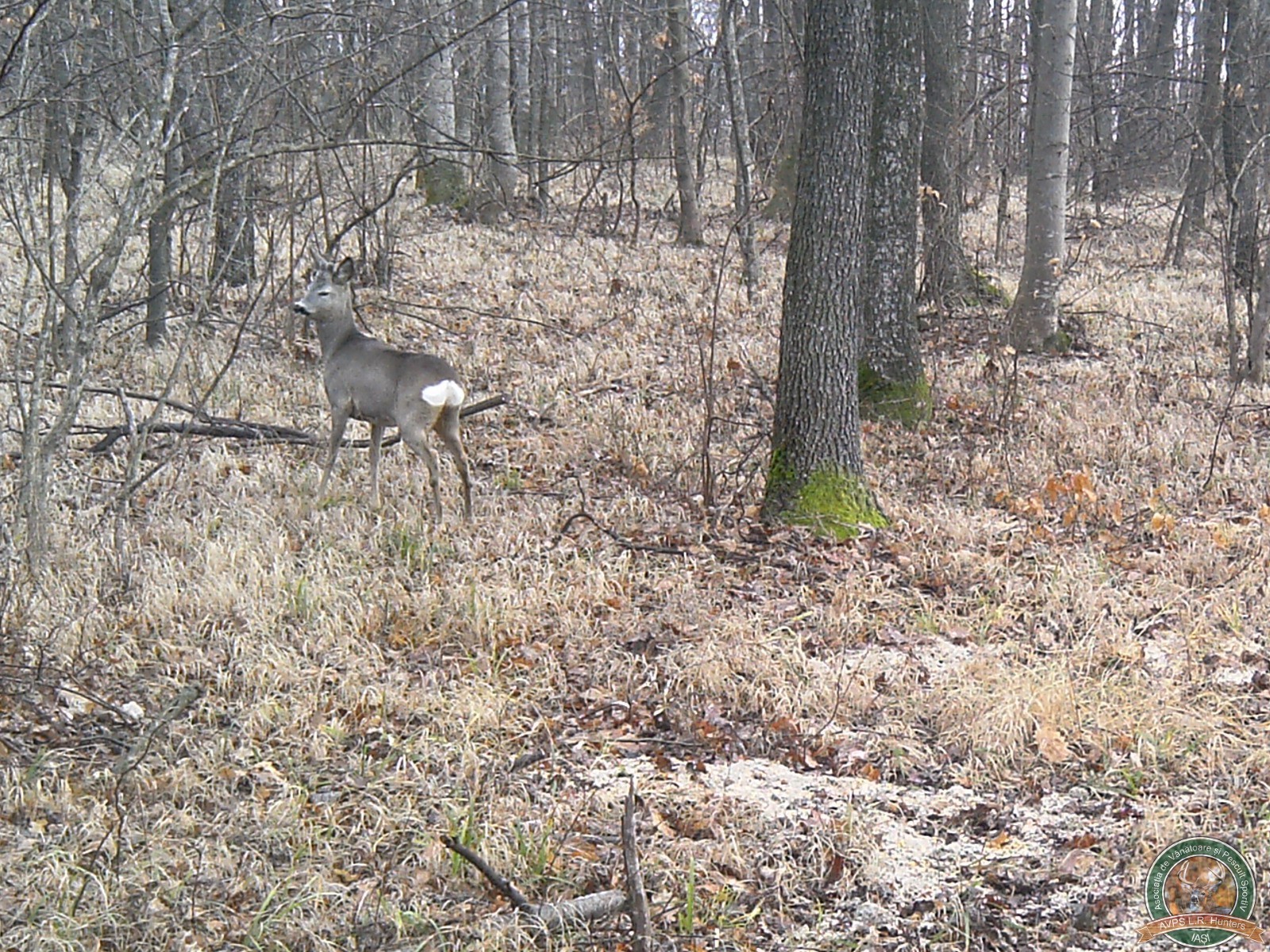 avps-lr-hunters-garceni_4-53