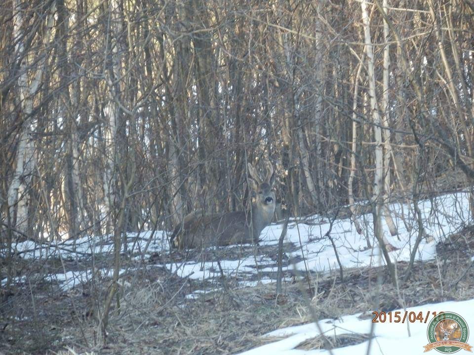 avps-lr-hunters-lepsa_20-33