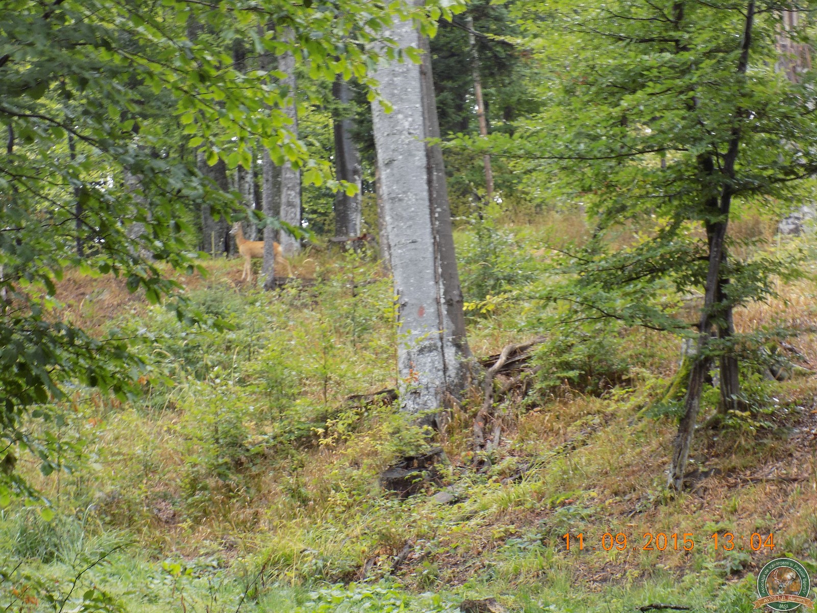 avps-lr-hunters-lepsa_20-52