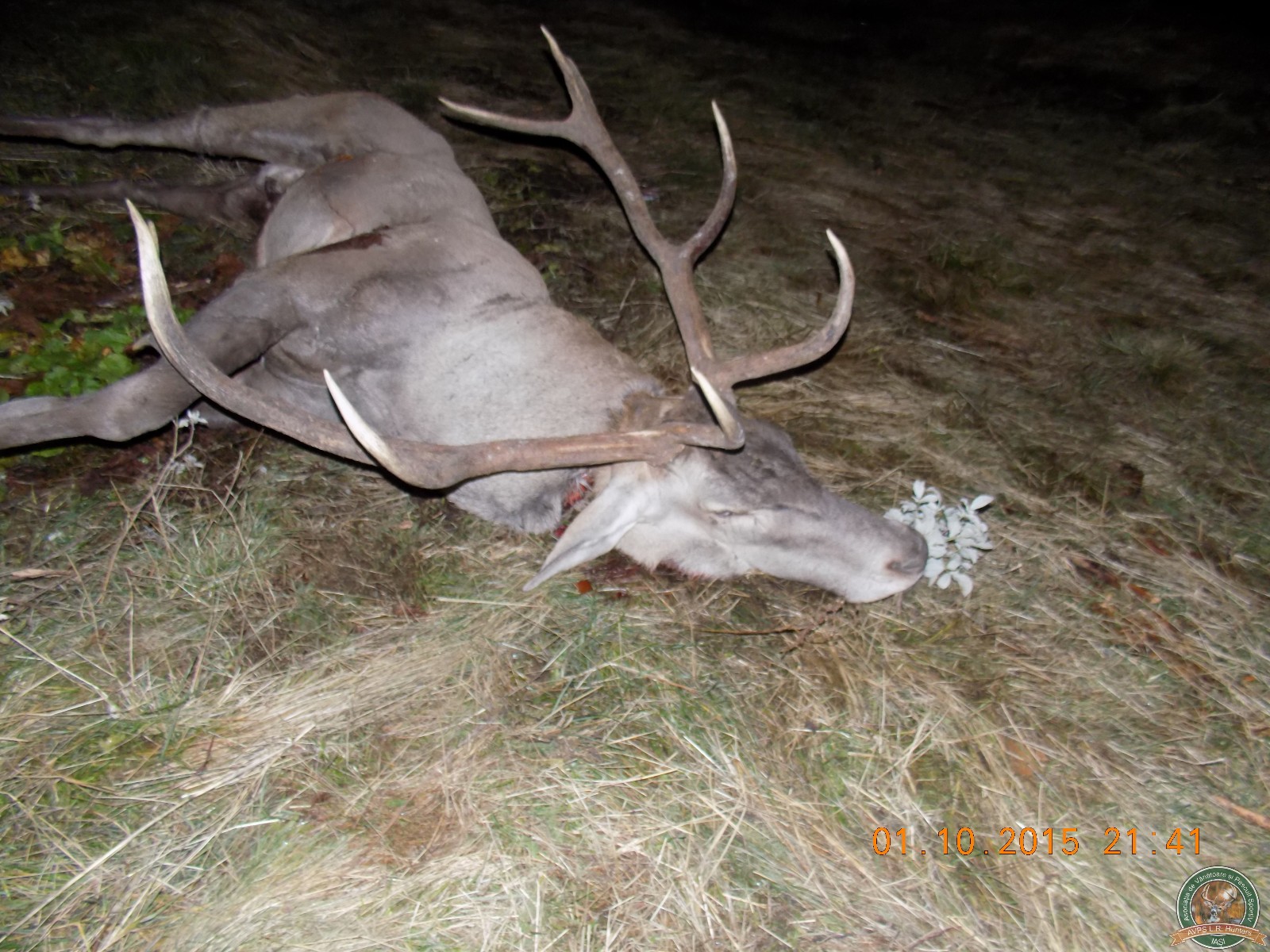 avps-lr-hunters-lepsa_20-56