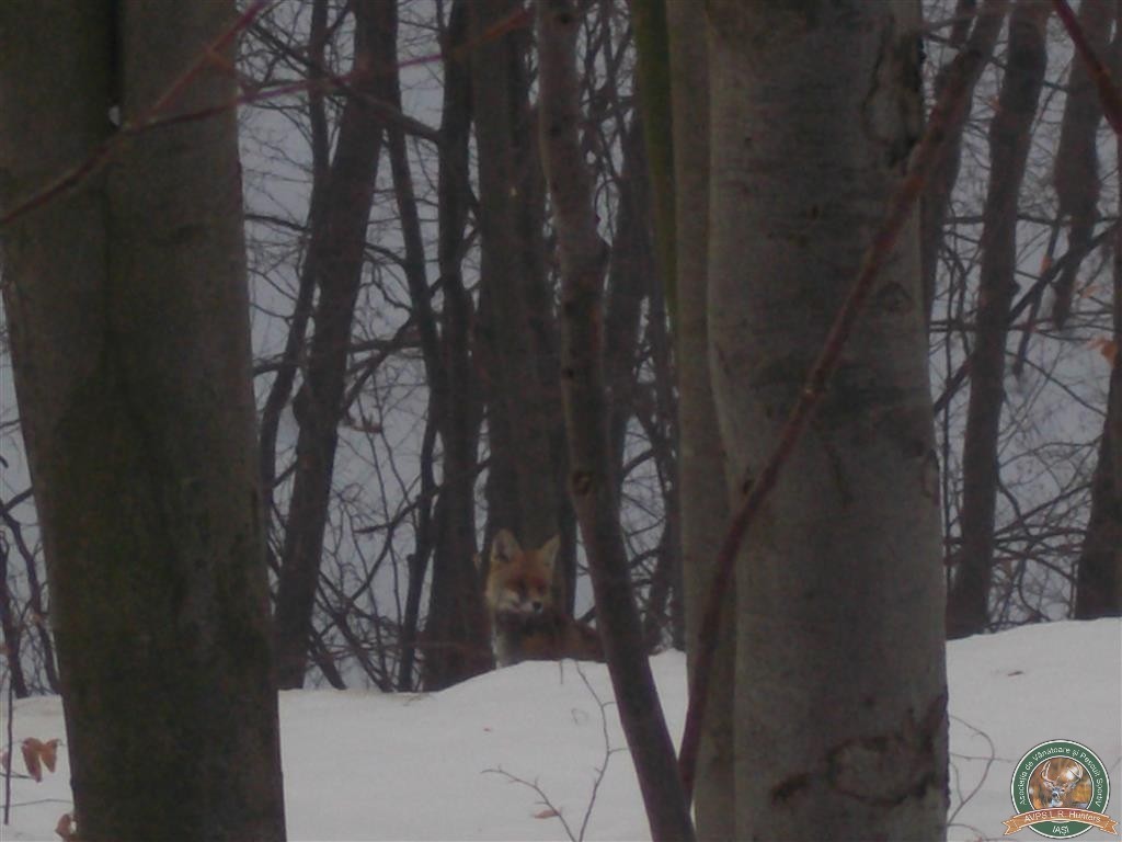 avps-lr-hunters-liteni_60-33
