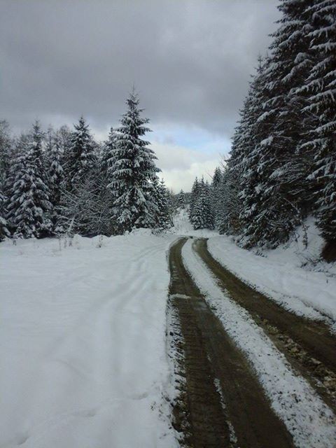 iarna