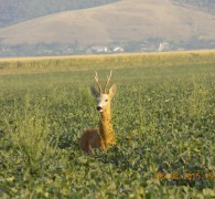 thumb_avps-lr-hunters-foto_cinegetic-12