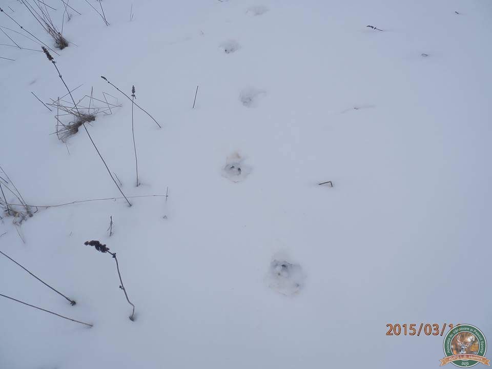 avps-lr-hunters-iarna-la-vanatoare-11