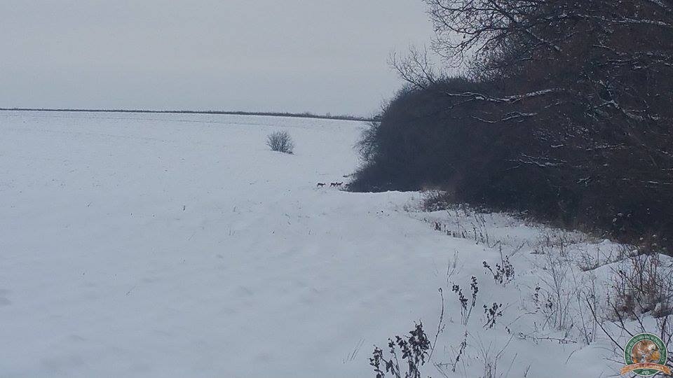 avps-lr-hunters-iarna-la-vanatoare-21