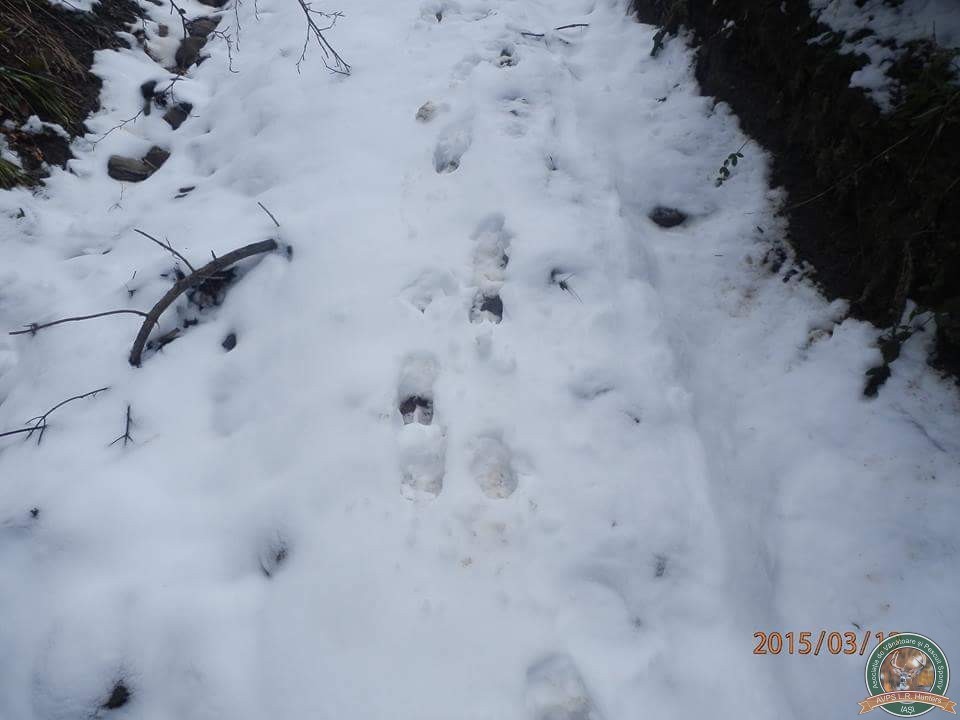 avps-lr-hunters-iarna_la_vanatoare-20