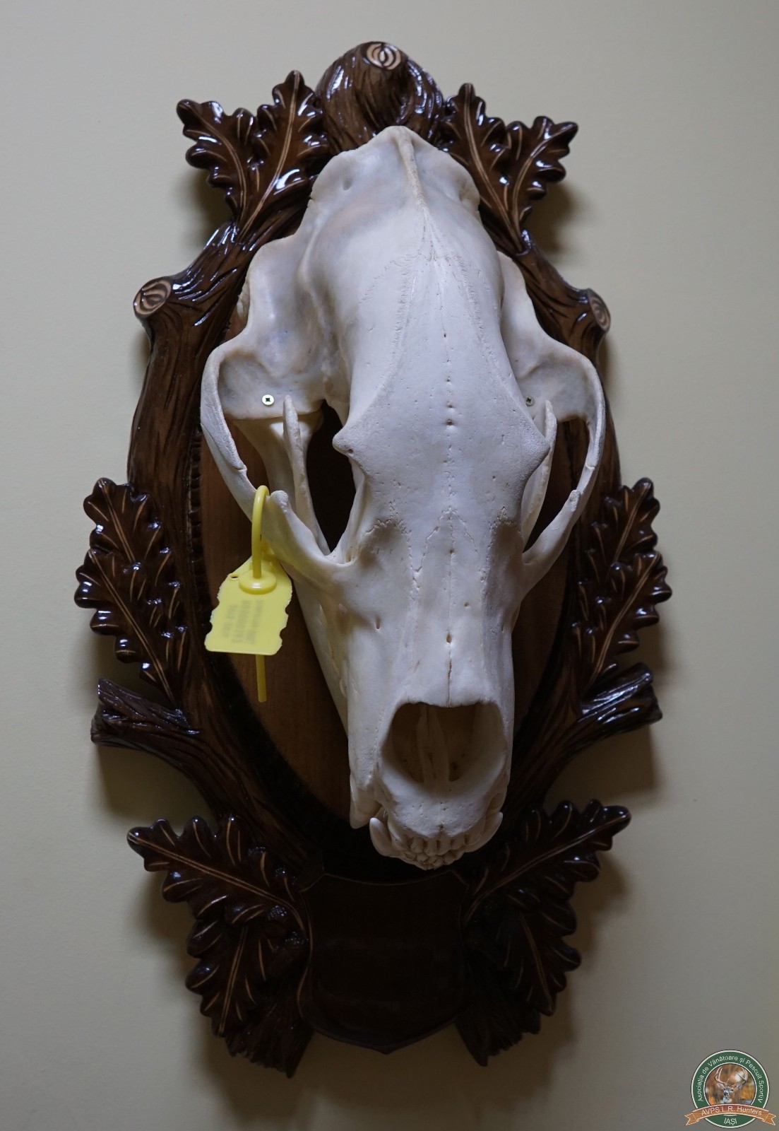 avps-lr-hunters-trofee-5