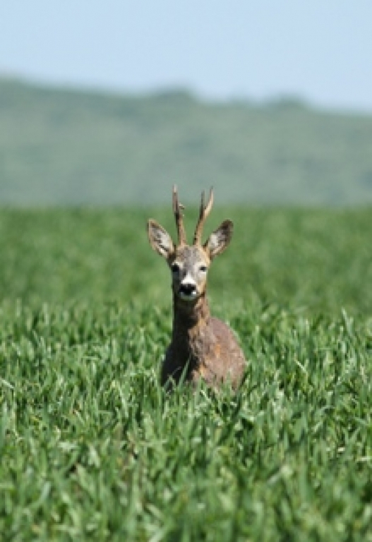 Capriorul (Capreolus capreolus L.)