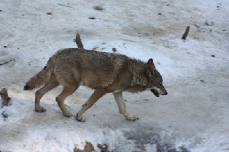 Lupul (Canis lupus L.) 