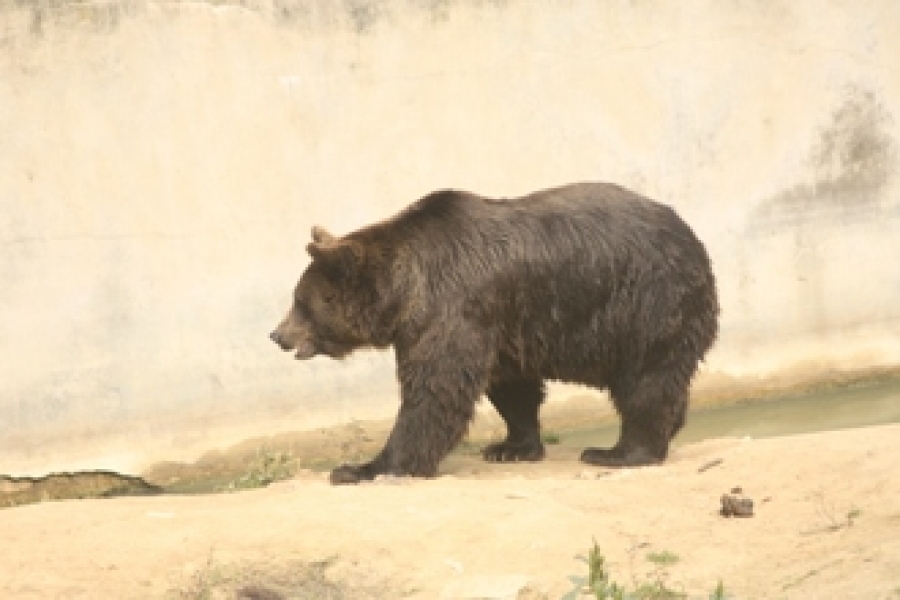 Ursul (Ursus arctos arctos L.)